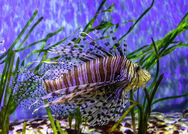 Lionfish---Charles-Patrick-Ewing.jpg