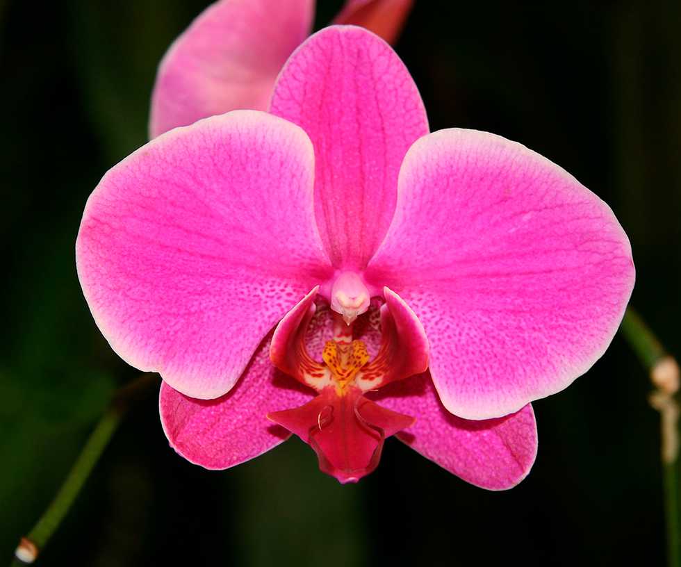 Orchid_Phalaenopsis_hybrid.jpg