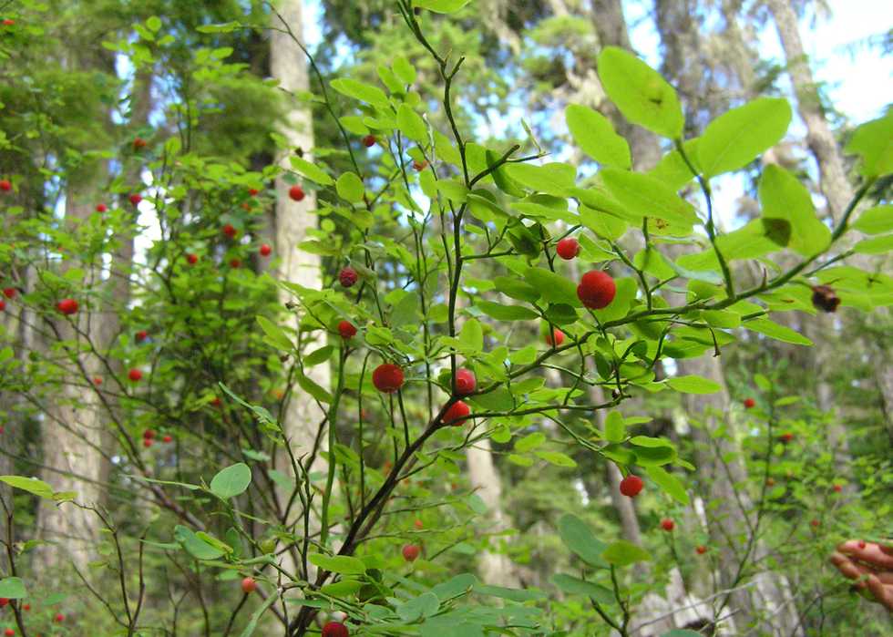 huckleberries—Flickr-Laurel-Fan.jpg