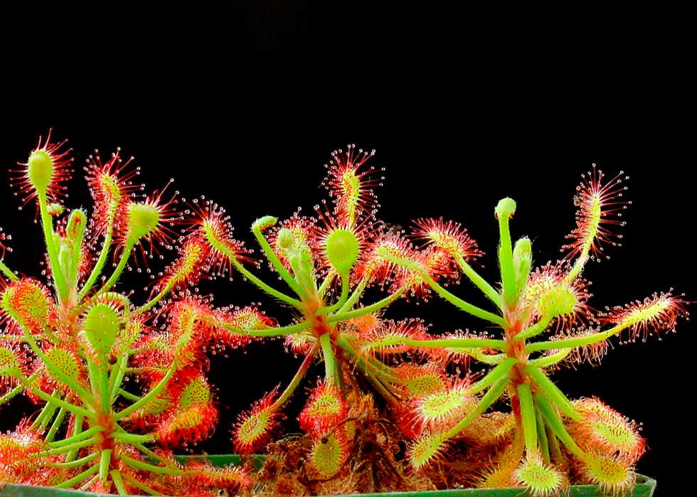 Sundews - Country Roads Magazine