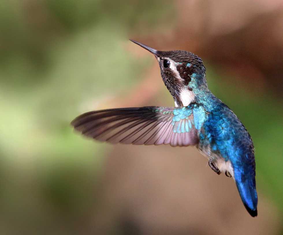 Bee_hummingbird_(Mellisuga_helenae)_adult_male_in_flight.jpg