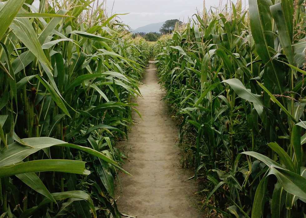 Inside_a_corn_maze_near_Christchurch,_New_Zealand.jpg
