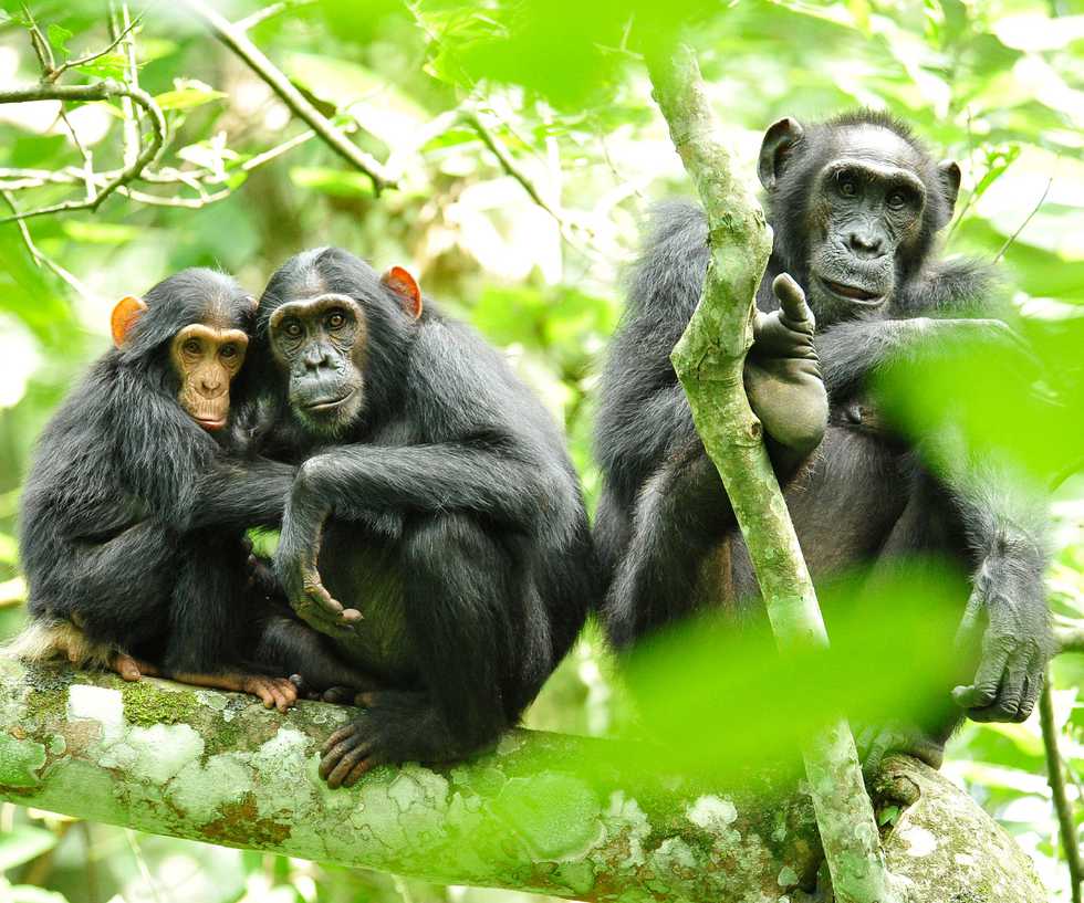 Chimpanzees_in_Uganda_(5984913059).jpg