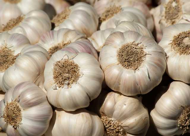 garden-garlic-harvest-357595.jpg