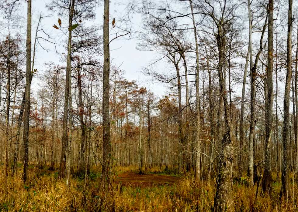 A Spared Old Growth Cypress Forest In Southeast Louisiana Country Roads Magazine