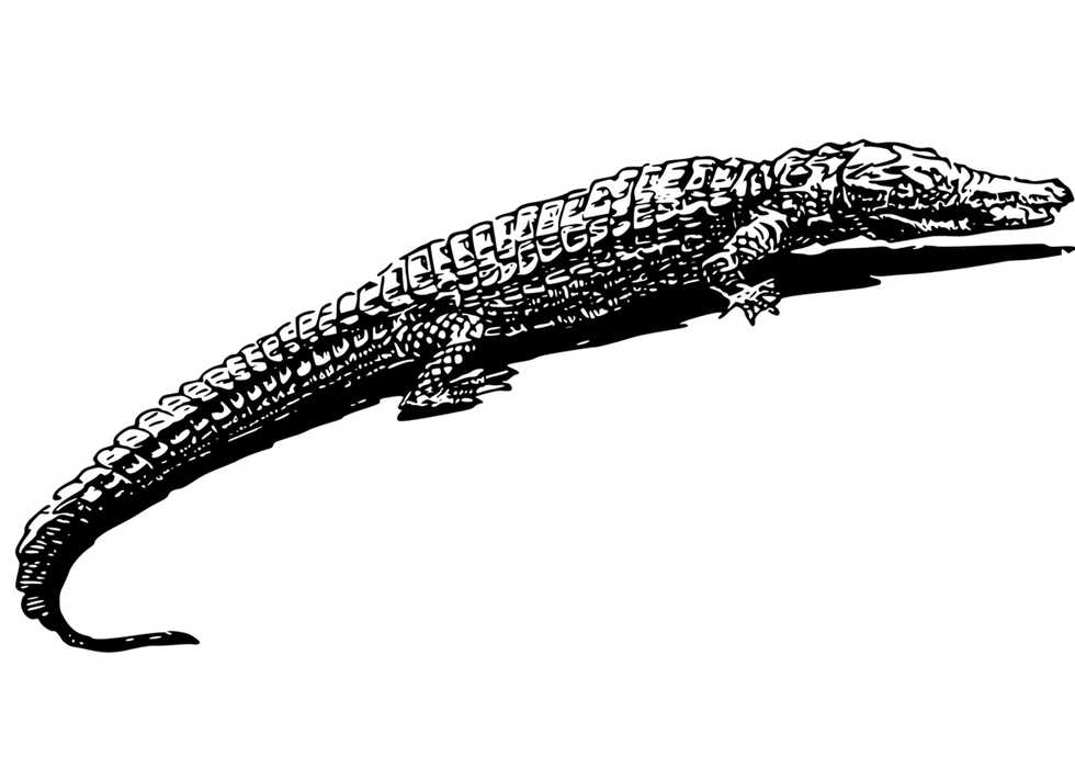 alligator-1297484.jpg