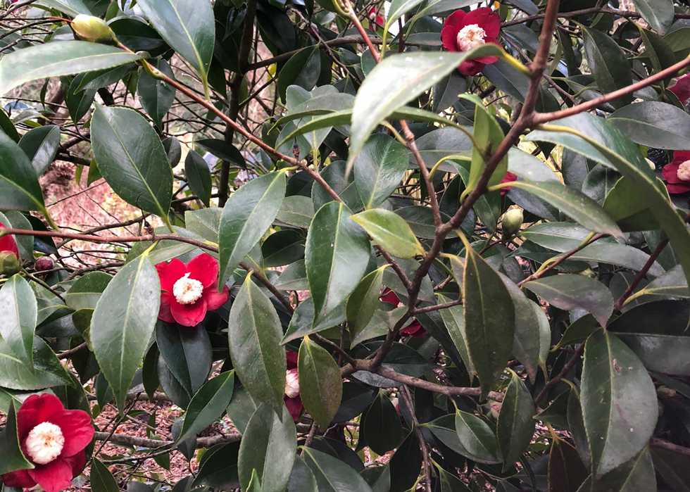 Camellia-japonica-main.jpg