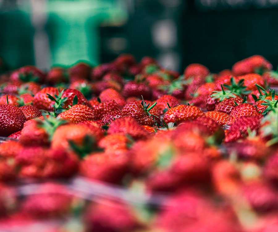 Ponchatoula Strawberry Festival Celebrating Louisiana's Sweet Fruit Country Roads Magazine
