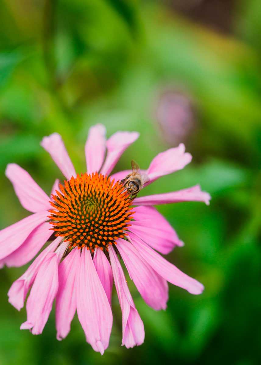 Using Native Louisiana Plants in the Garden - Country Roads Magazine