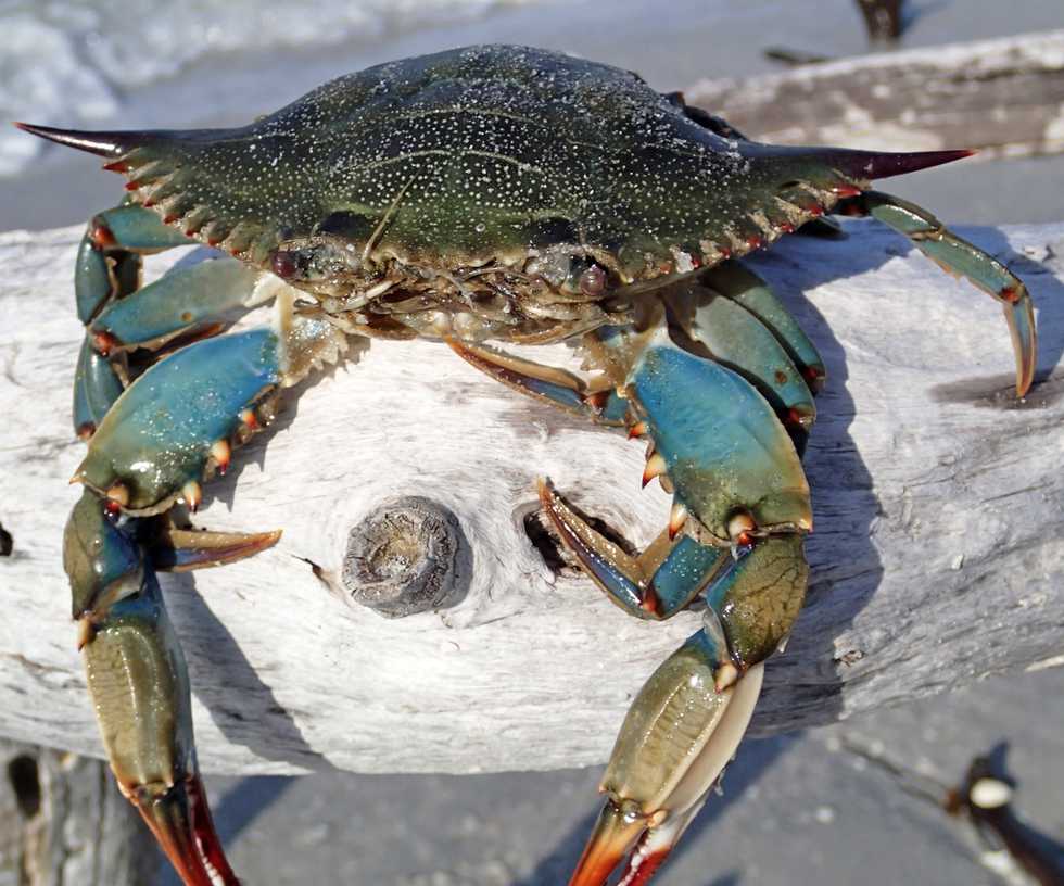 gulf-crab.jpg