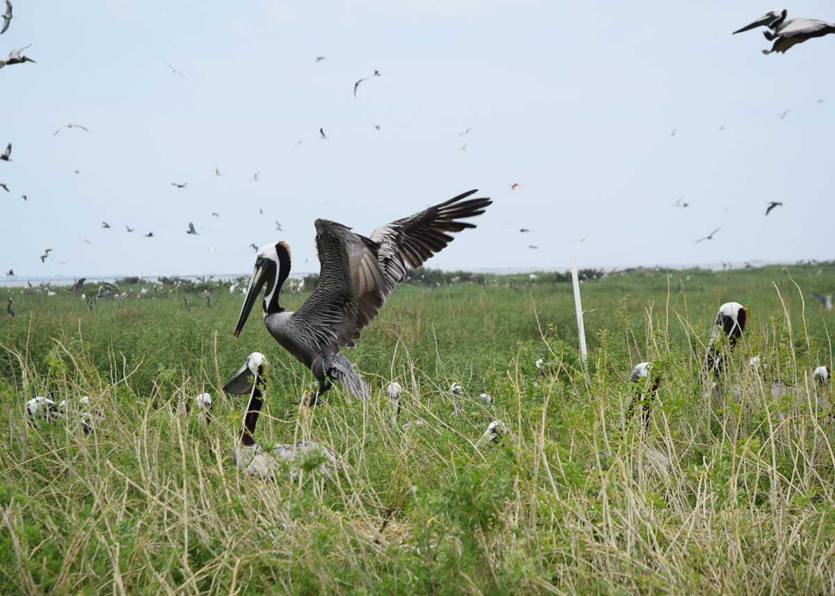 Restoration And Refuge At Queen Bess Island - Country Roads Magazine