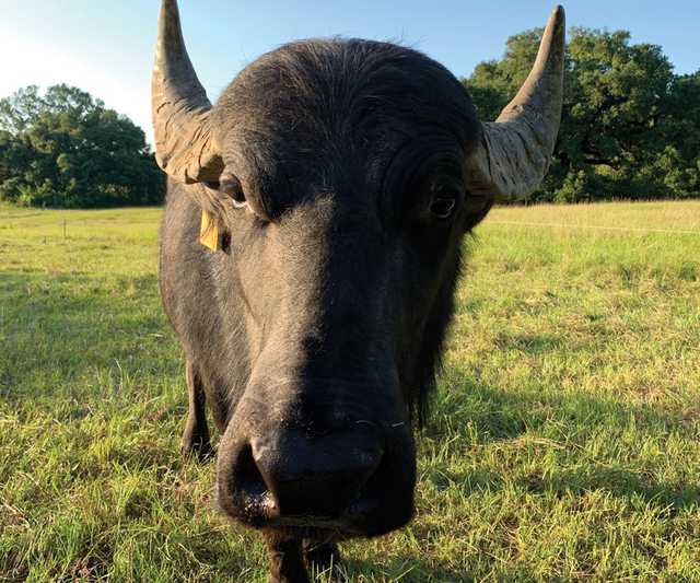 reflections-water-buffalo-web.jpg