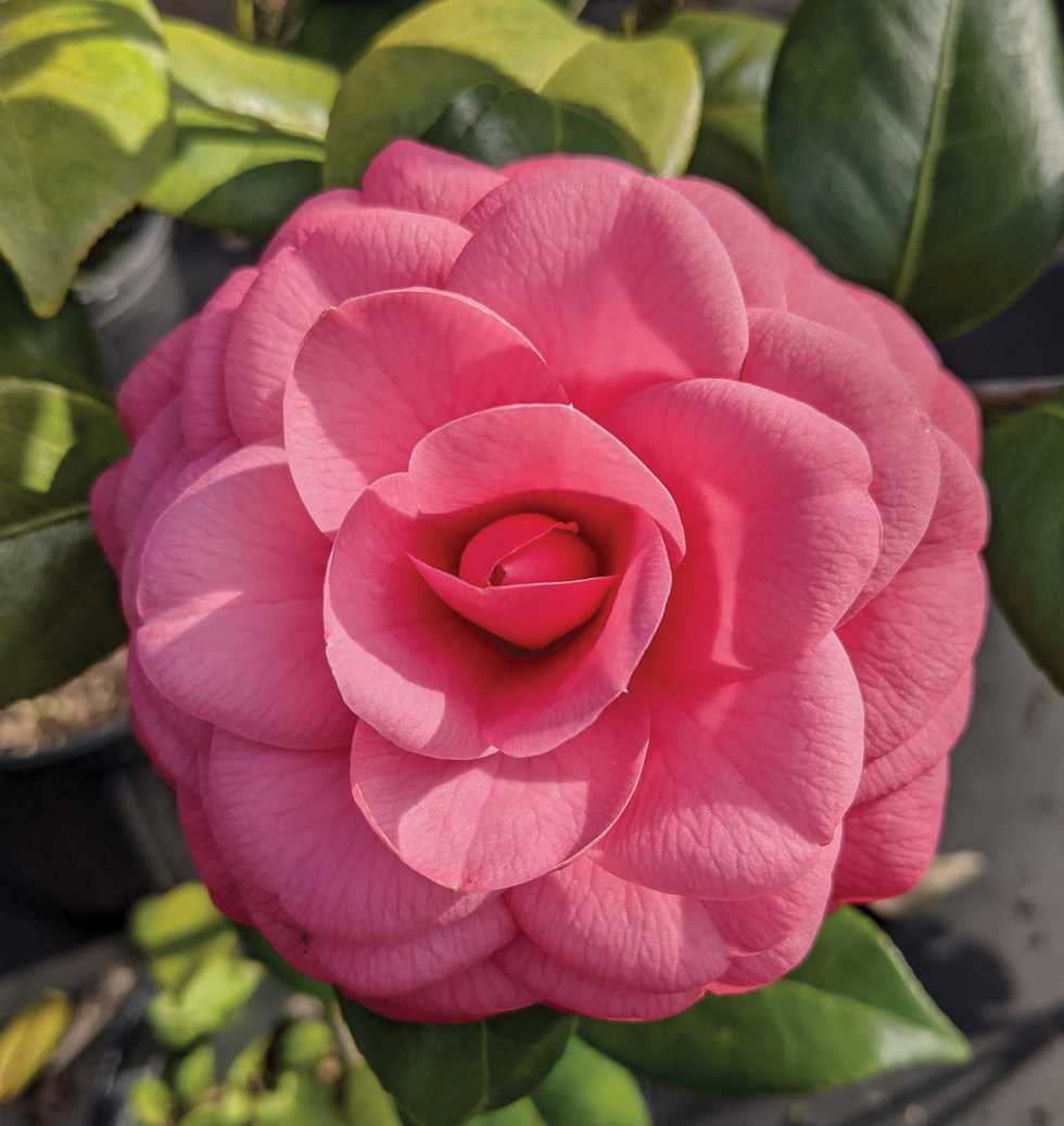 Camellia-japonica-'Mathotiana'-(or-'Purple-Dawn').jpg