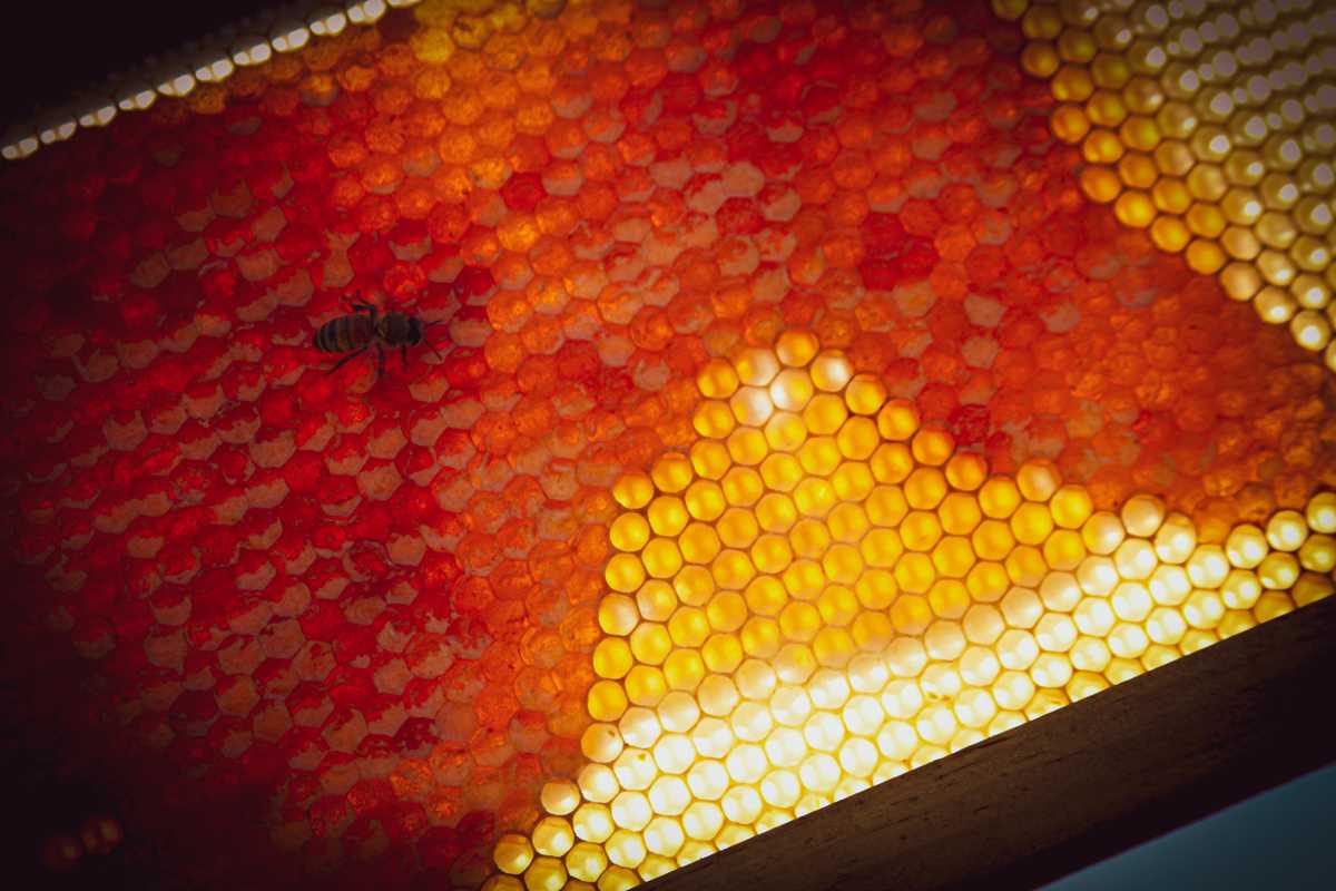 The Secret Life of Beekeepers - Country Roads Magazine