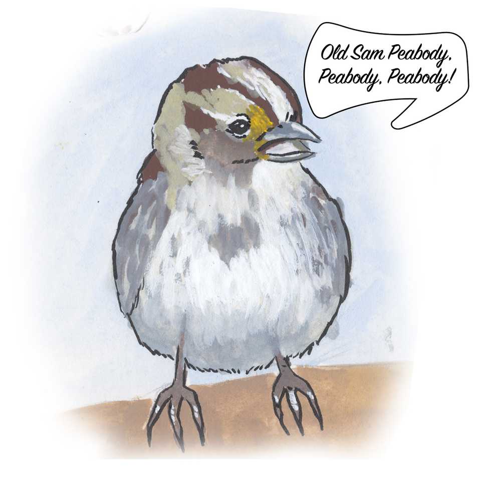 Birds-White-throated-Sparrow.jpg