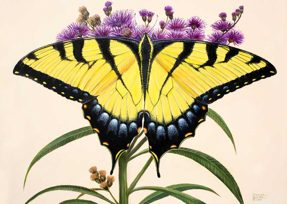 “Tiger-Swallowtail,-light-phase-on-Iron-Weed”.jpg