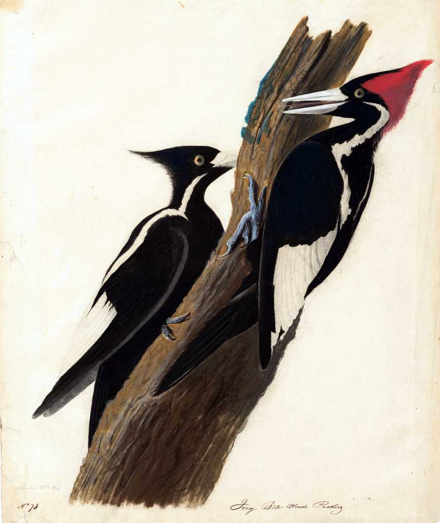 2Houghton_MS_Am_21_(31)_-_John_James_Audubon,_ivory_billed_woodpecker.jpg