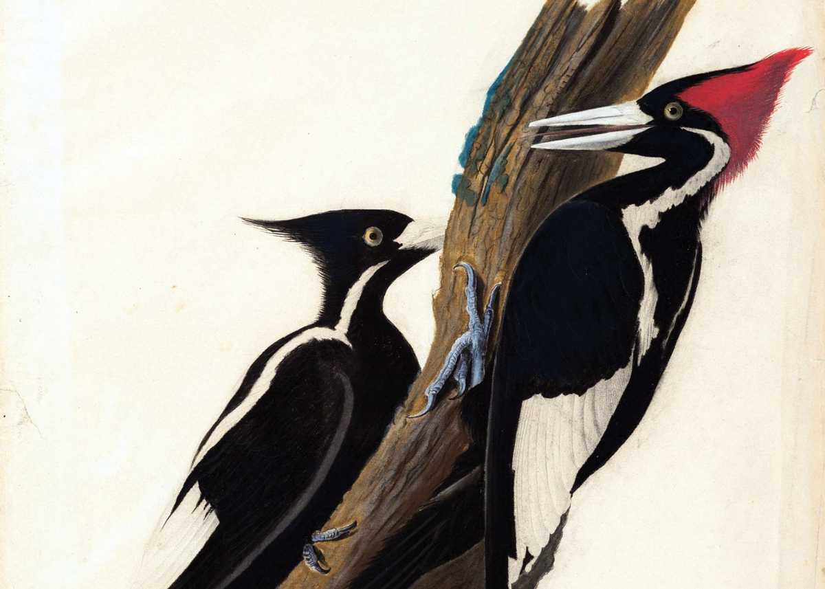The IvoryBilled Woodpecker Likely Lives on in Louisiana Country