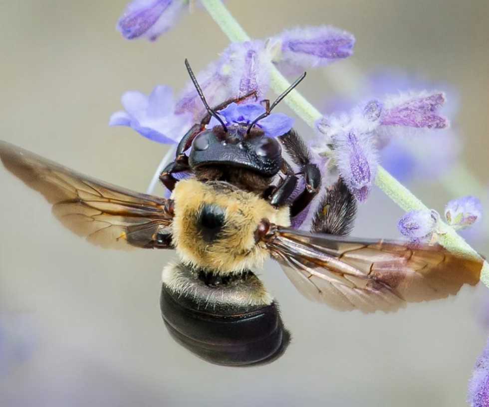Paula-Sharp,-Eastern-Carpenter-Bee-Pollinating-Sage,-2016-2019,-photograph,-Courtesy-of-Paula-Sharp-and-Ross-Eatman.jpg