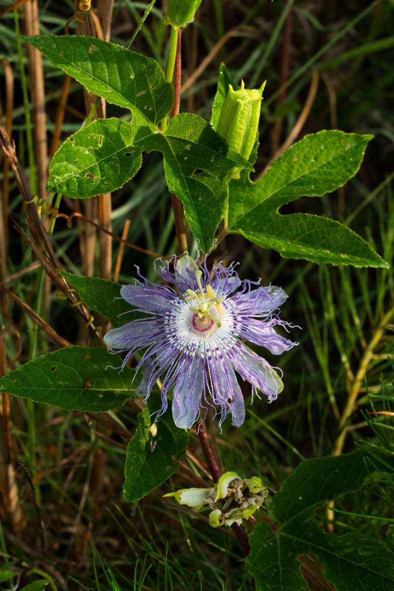 Maypop-or-Passiflora-Incarnata__wrj6641.jpg