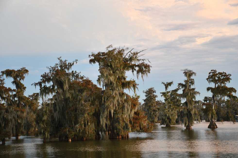 Travel Guide Paddling The Bayou Teche Country Roads Magazine   Lake Martin 