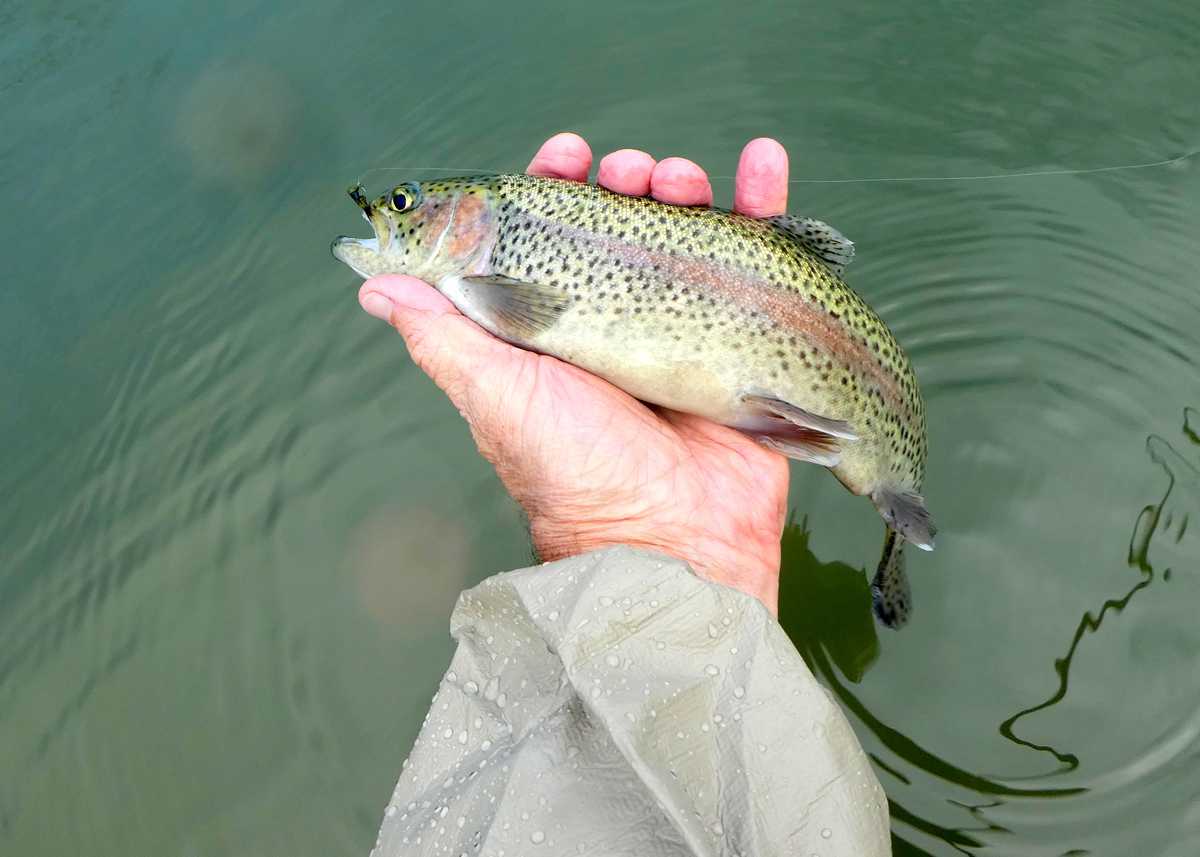 Your Guide to Trout Fishing the Little Missouri River - Country Roads  Magazine