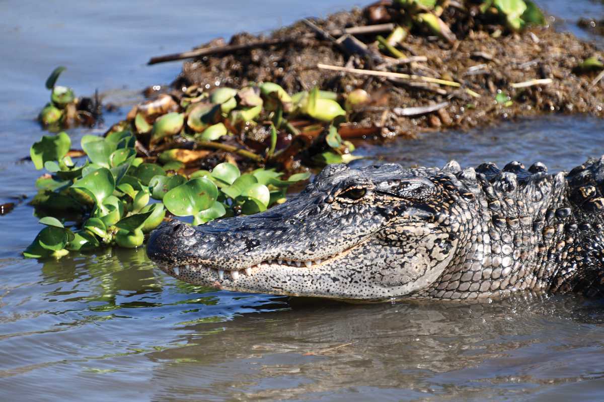 A Jaunt to Jean Lafitte - Country Roads Magazine