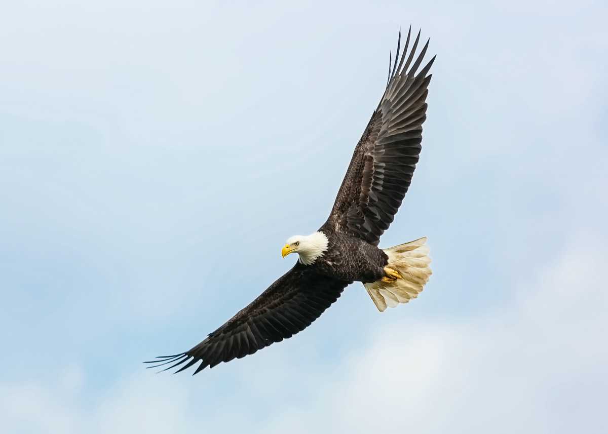 Eagle-eyed bird-watchers recently saw this sight over Seattle