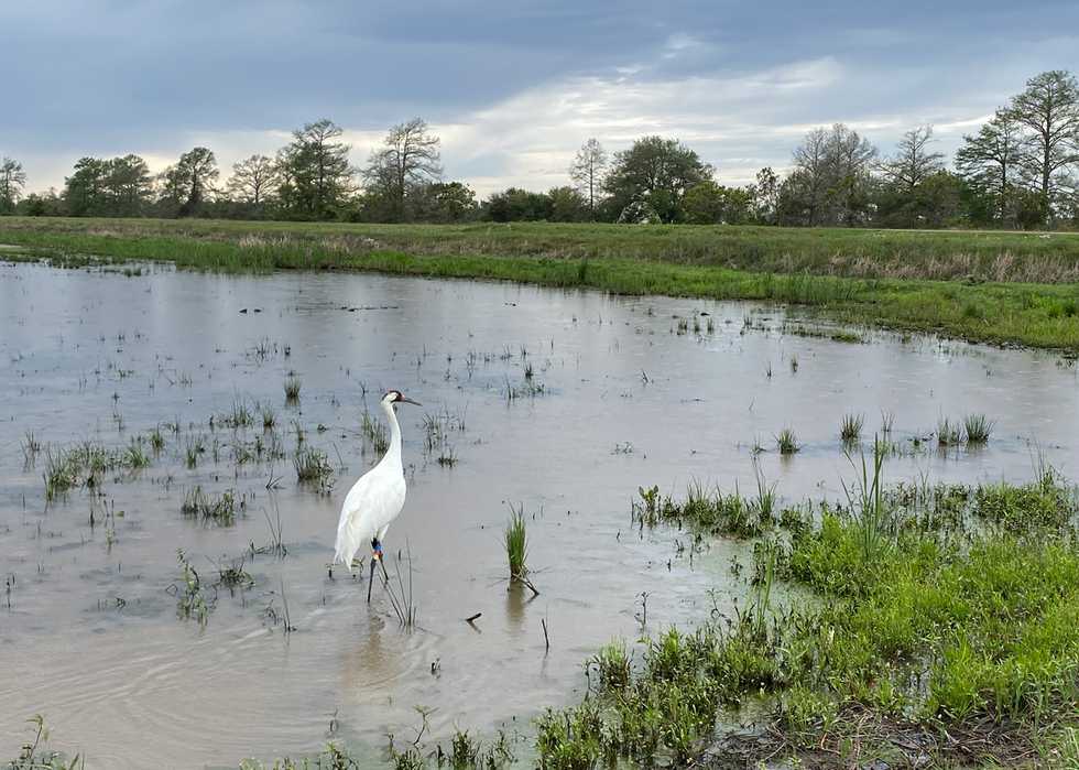 L14-17-release,-White-Lake-WCA-after-move-from-TX,-14mar2023,-photo-LDWF.jpg