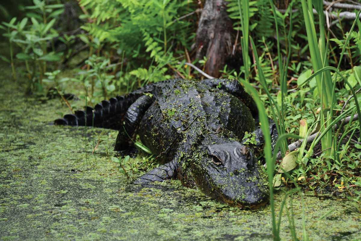 District Leathers Wild American Alligator