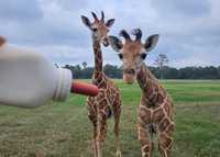 Baby Giraffes at Global Wildlife Center