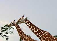 Giraffes at Global Wildlife.jpg
