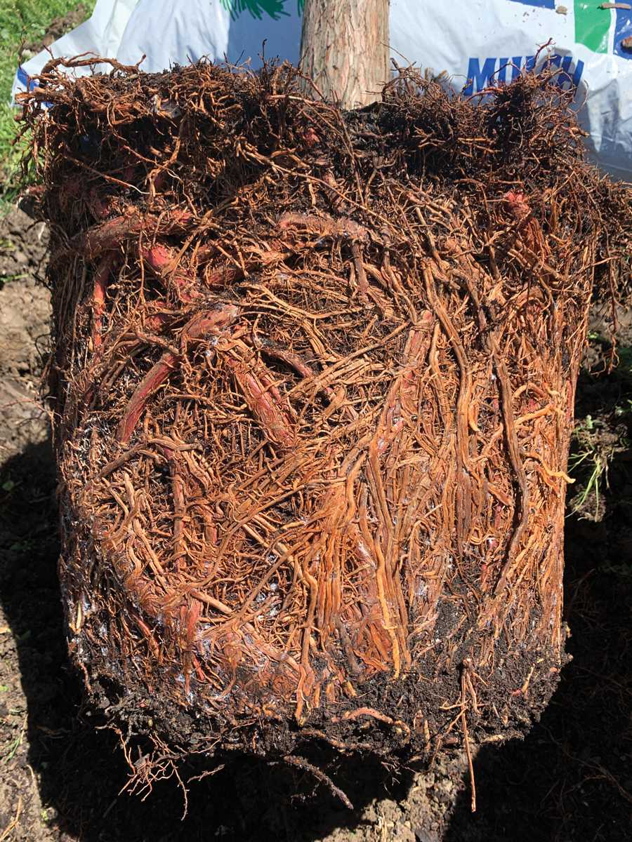 Root-Bound-Container-Tree.png