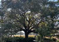 The Carreaux Oak