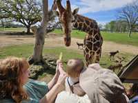 Rena and her son, feeding a giraffe