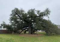 Sallier Oak Tree