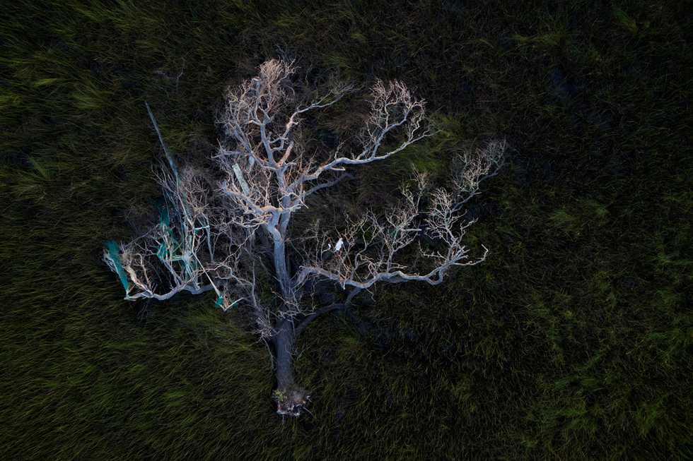 Depp_An-oak-tree-with-fishing-nets...-Cameron-Parish.png