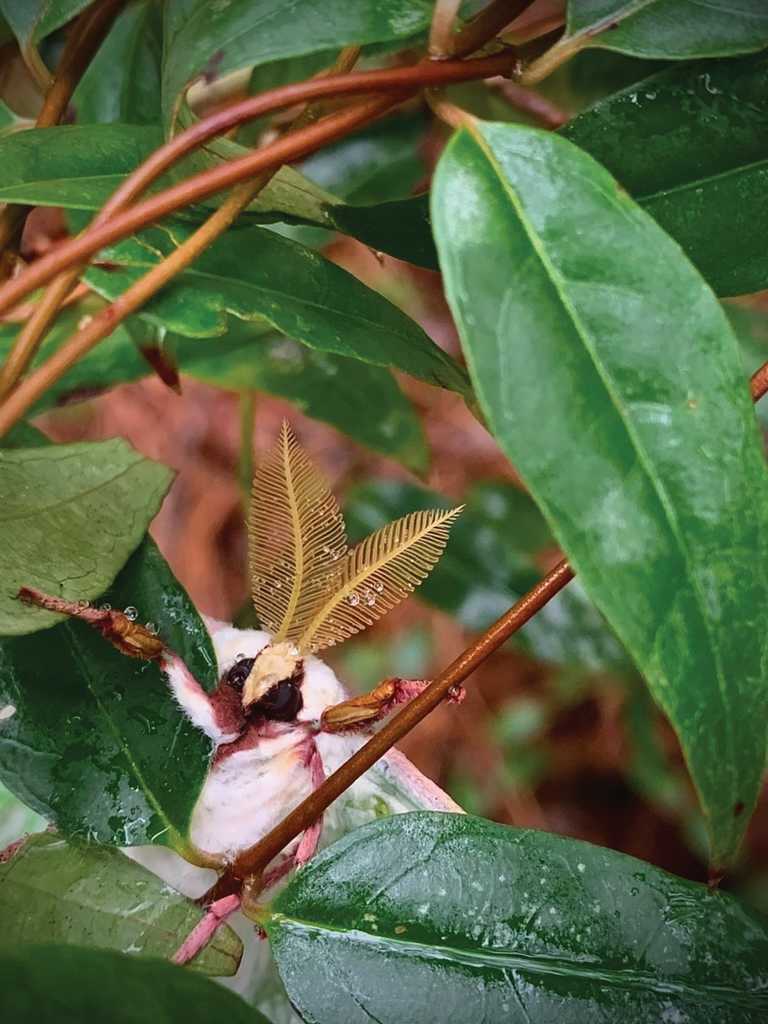 2luna-moth-male(bushy-antenna).png