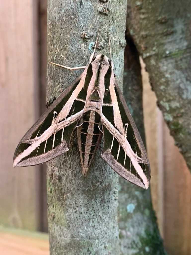 Banded-sphinx-moth.png