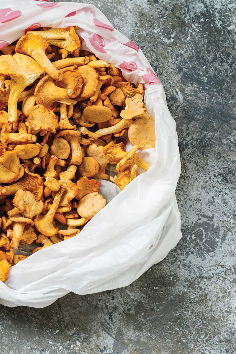 Forest mushrooms chanterelle