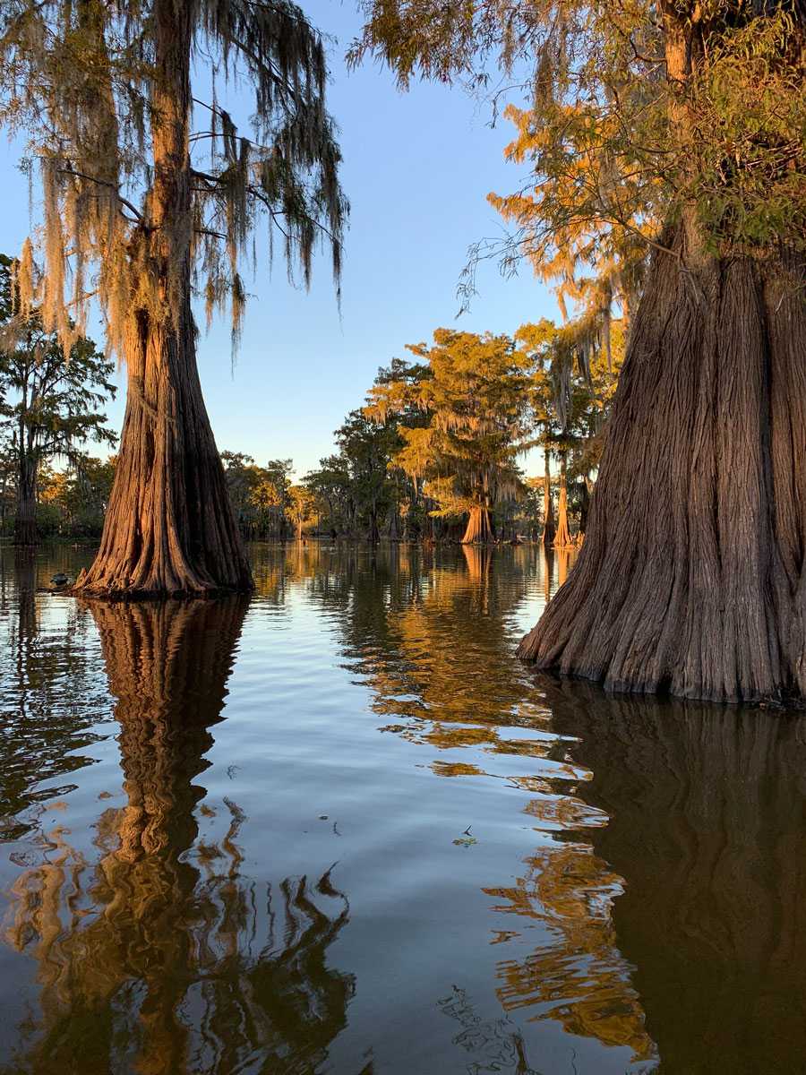 cypress-golden-hour.jpg