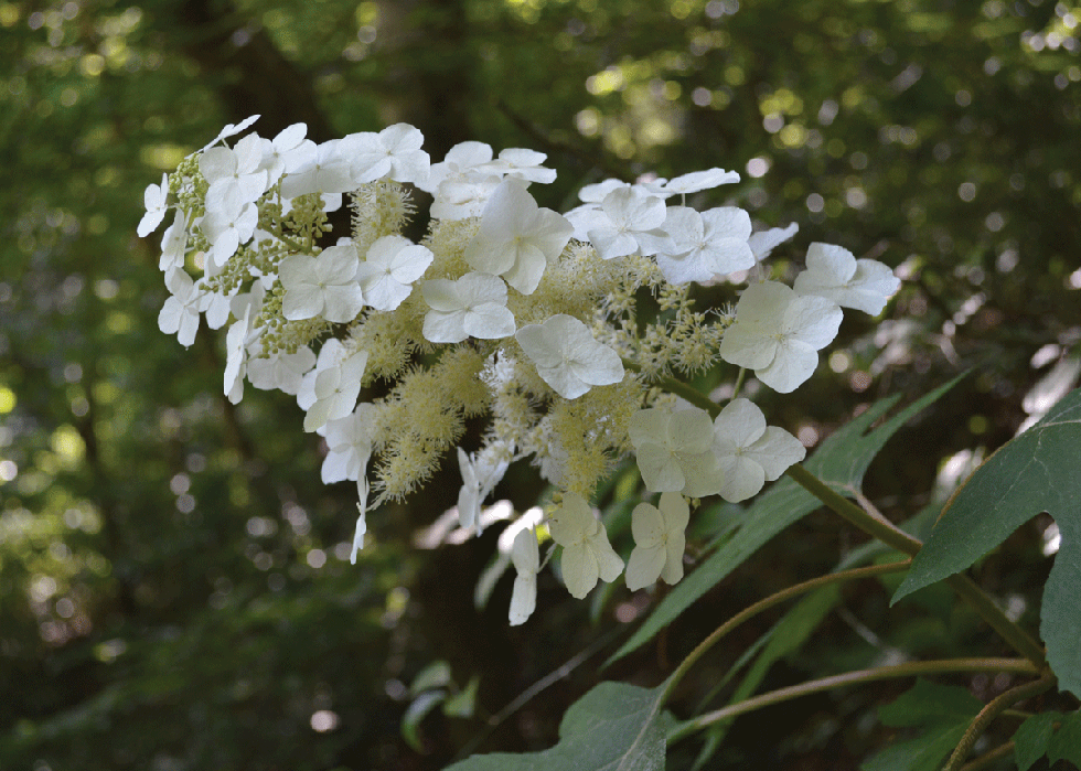 Oakleaf Hydrangea, Hydrangea quercifolia