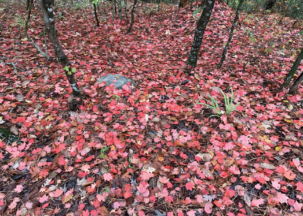 Southern Sugar Maple