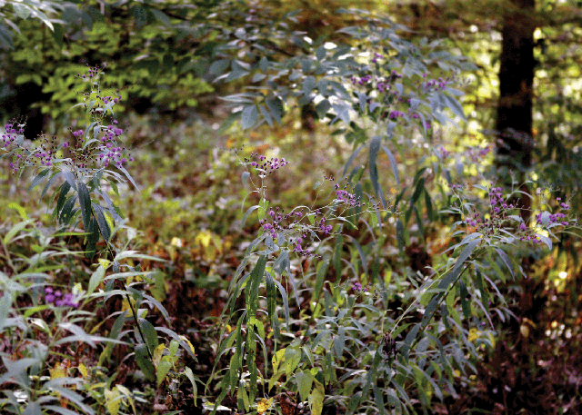 Ironweed, Vernonia gigantea