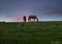 Wild-horse-peason-ridge-Kisatchie-Rickie-Smith.jpg