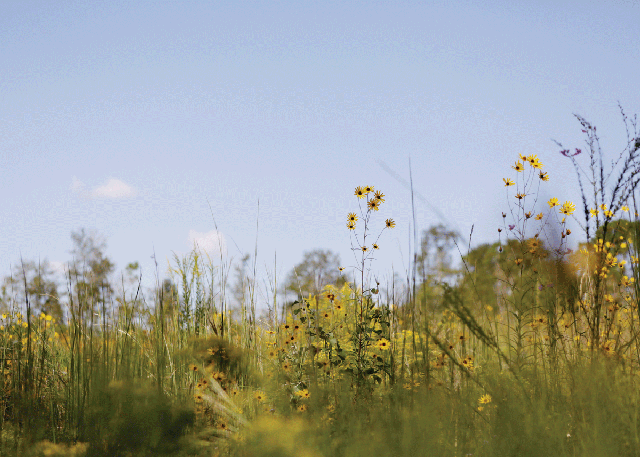 Helianthus augustifolius