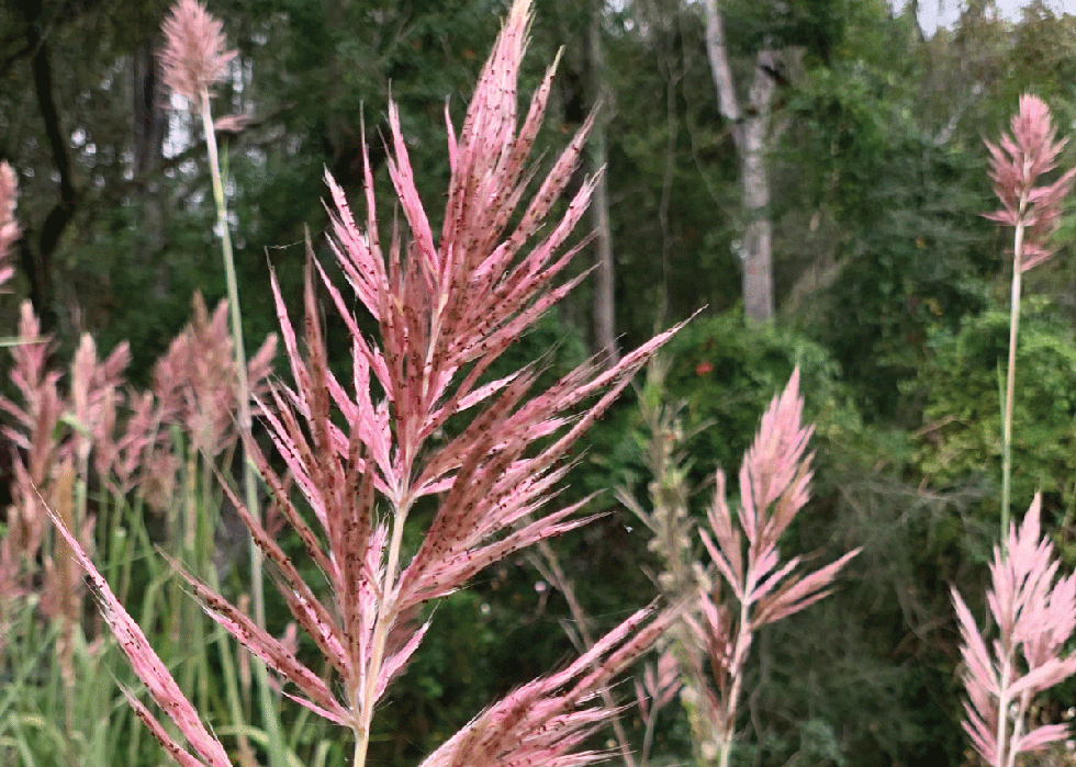 Sugar Cane Plume,  Saccharum giganteum