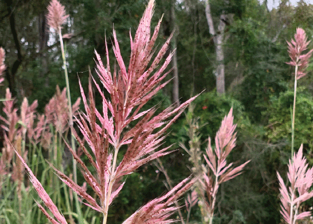 Sugar Cane Plume,  Saccharum giganteum