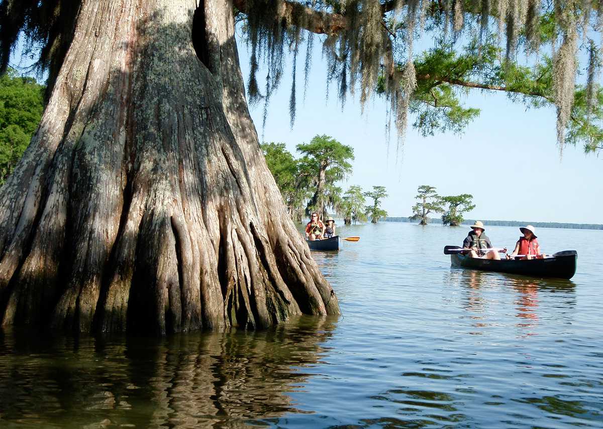 Paddle Virgin Cypress At Lake Fausse Pointe Country Roads Magazine