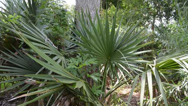 Dwarf Palmetto Country Roads Magazine